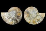 5.5" Agatized Ammonite Fossil - Madagascar - #130058-1